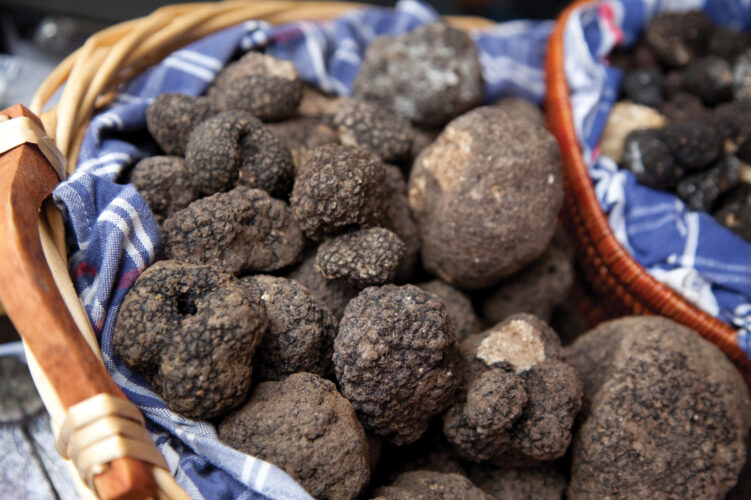 Where Do Truffles Grow? Grit